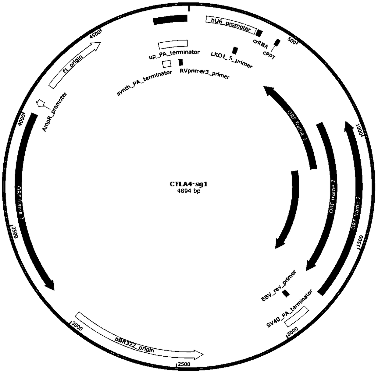 Method of knocking out T cell immunity detecting point pathway genes and application