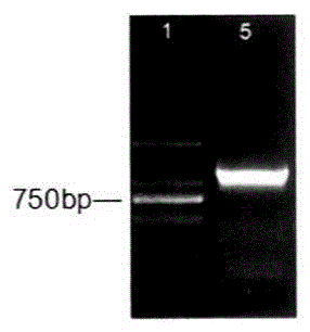 A microalgal triacylglycerol synthesis regulation gene and its application