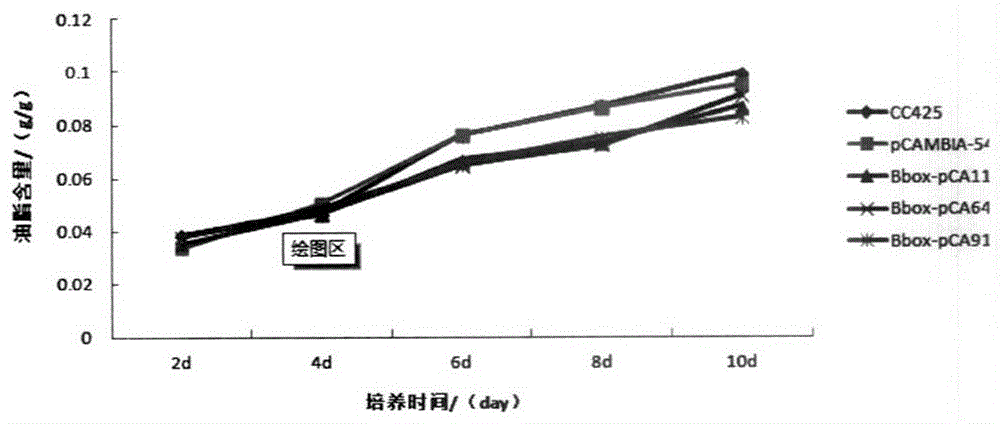 A microalgal triacylglycerol synthesis regulation gene and its application