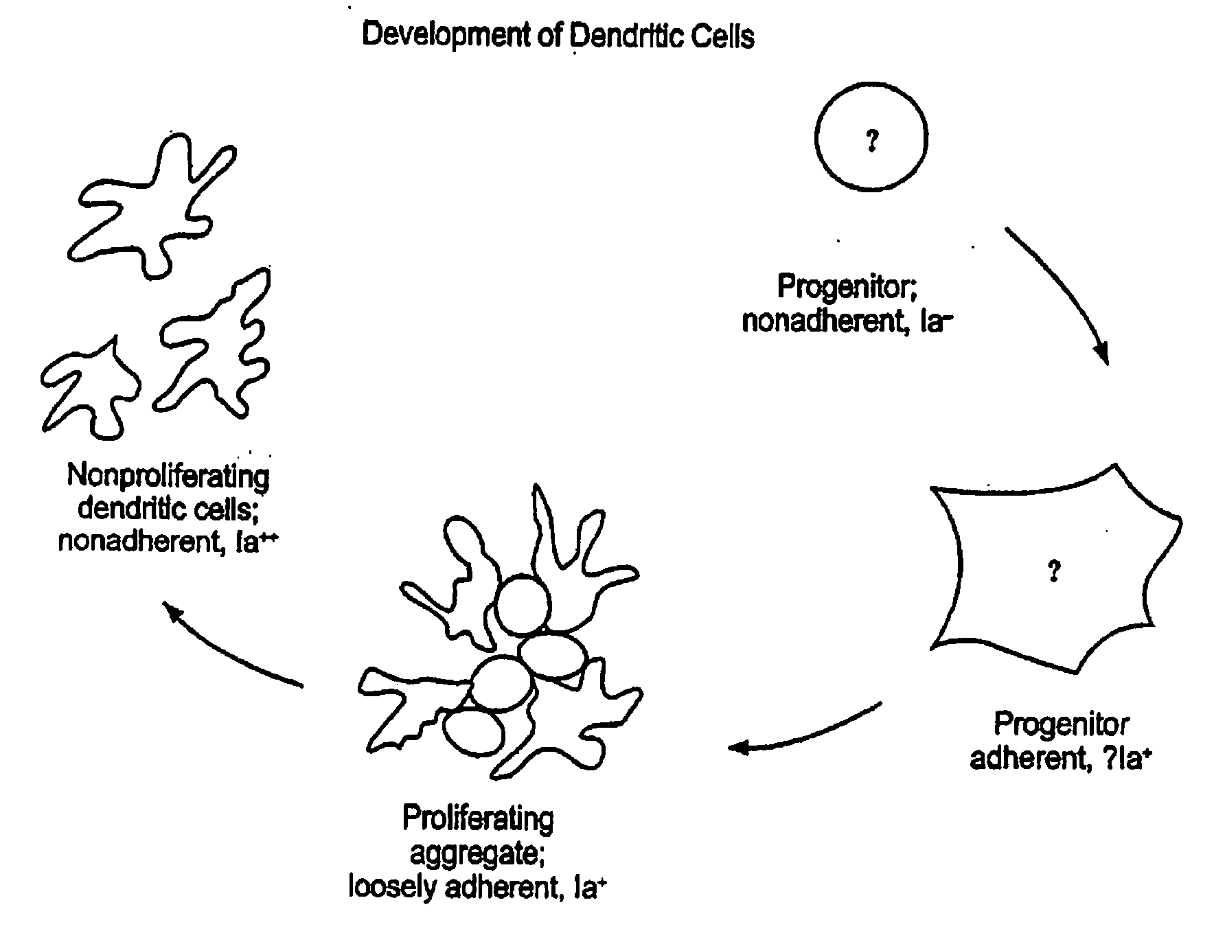 Method for in vitro proliferation of dendritic cell precursors and their use to produce immunogens