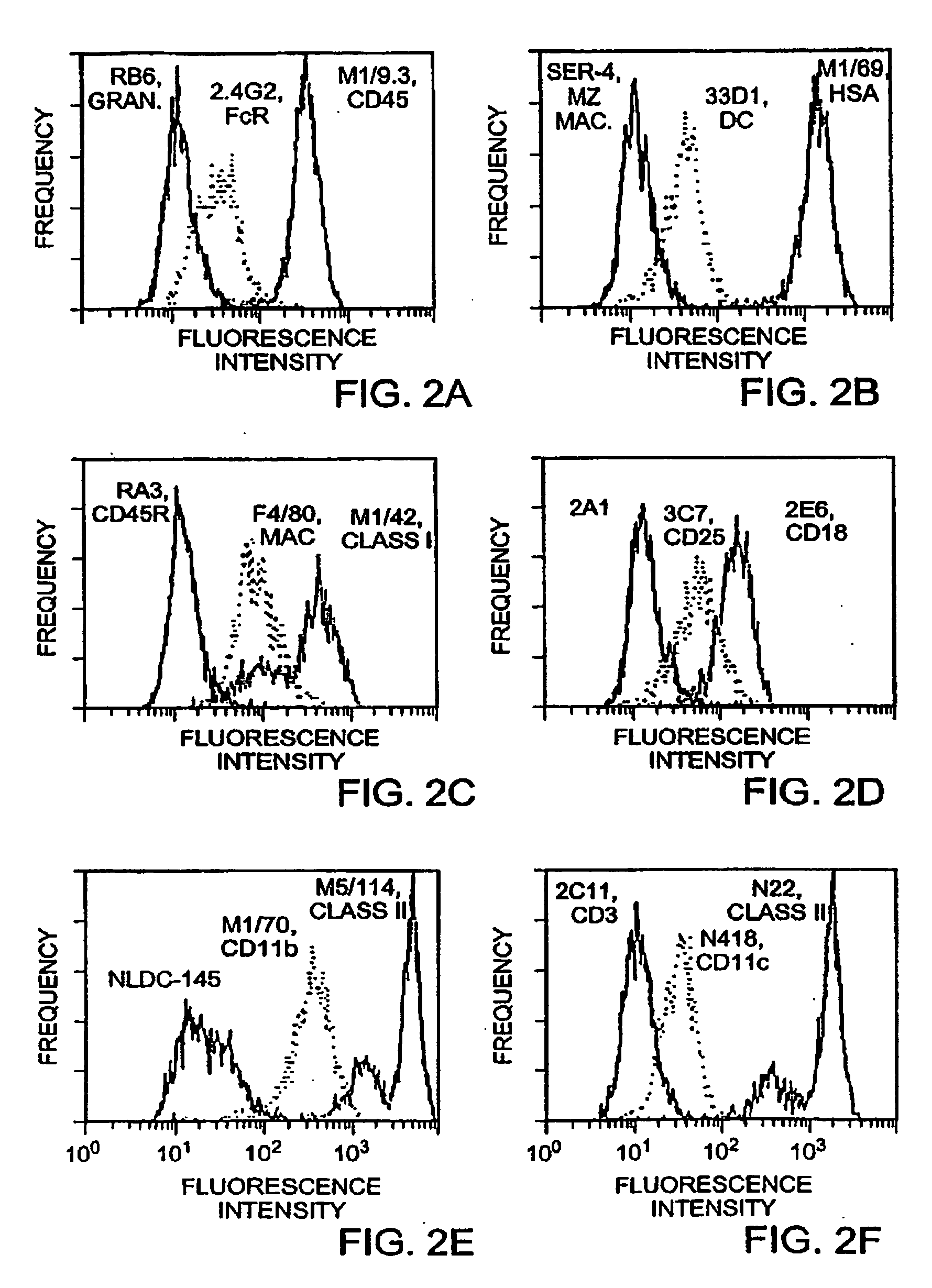 Method for in vitro proliferation of dendritic cell precursors and their use to produce immunogens