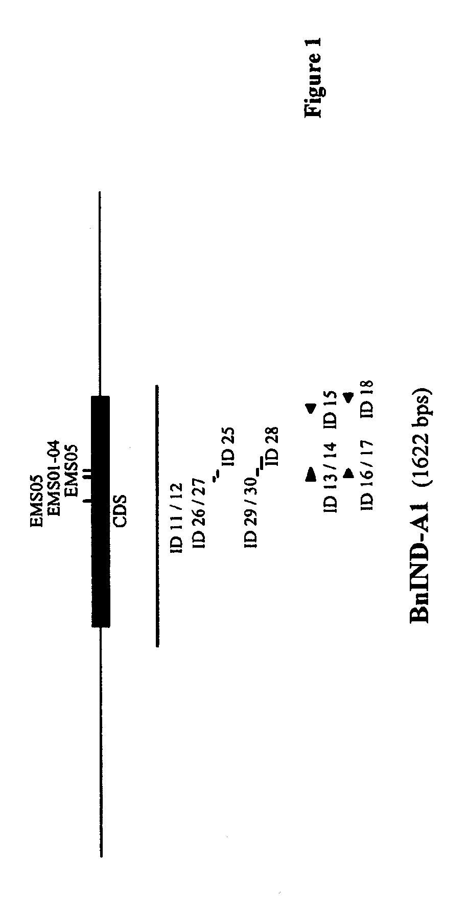 Brassica plant comprising a mutant indehiscent allele