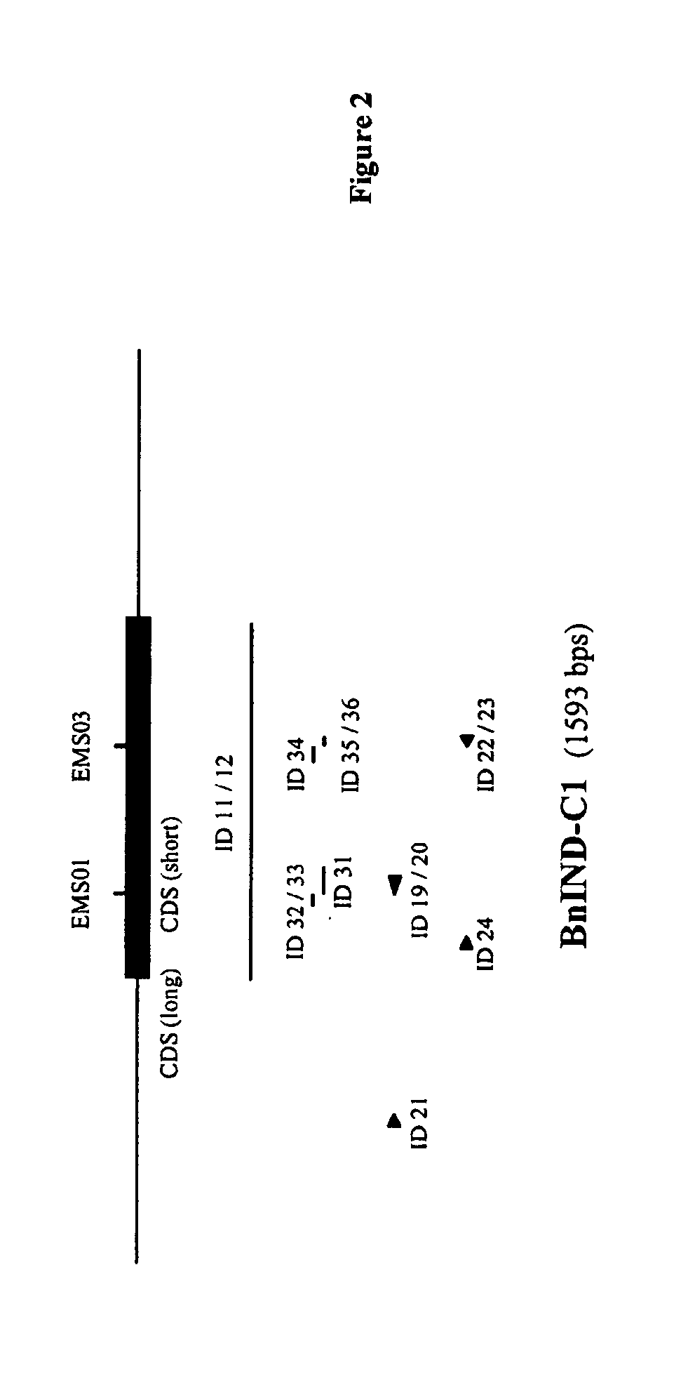 Brassica plant comprising a mutant indehiscent allele