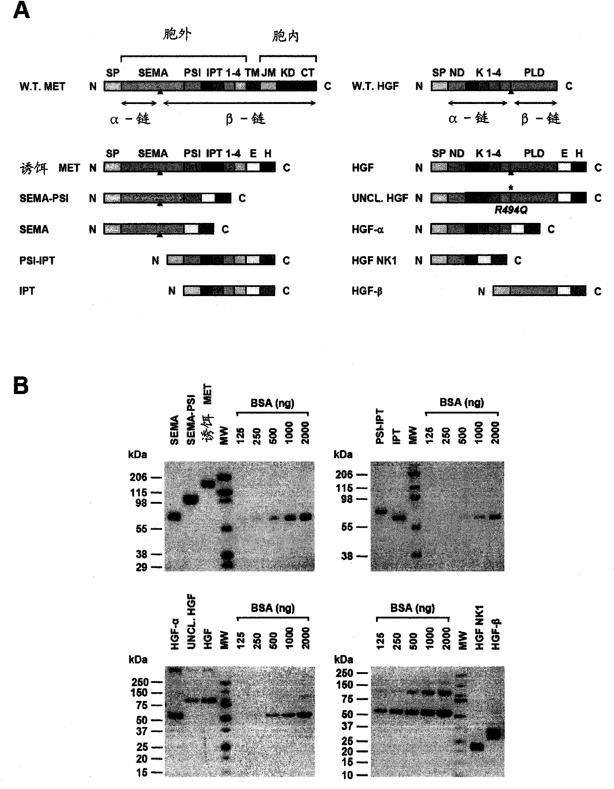 High affinity combined sites of hgfr and method for identifying its antagonist