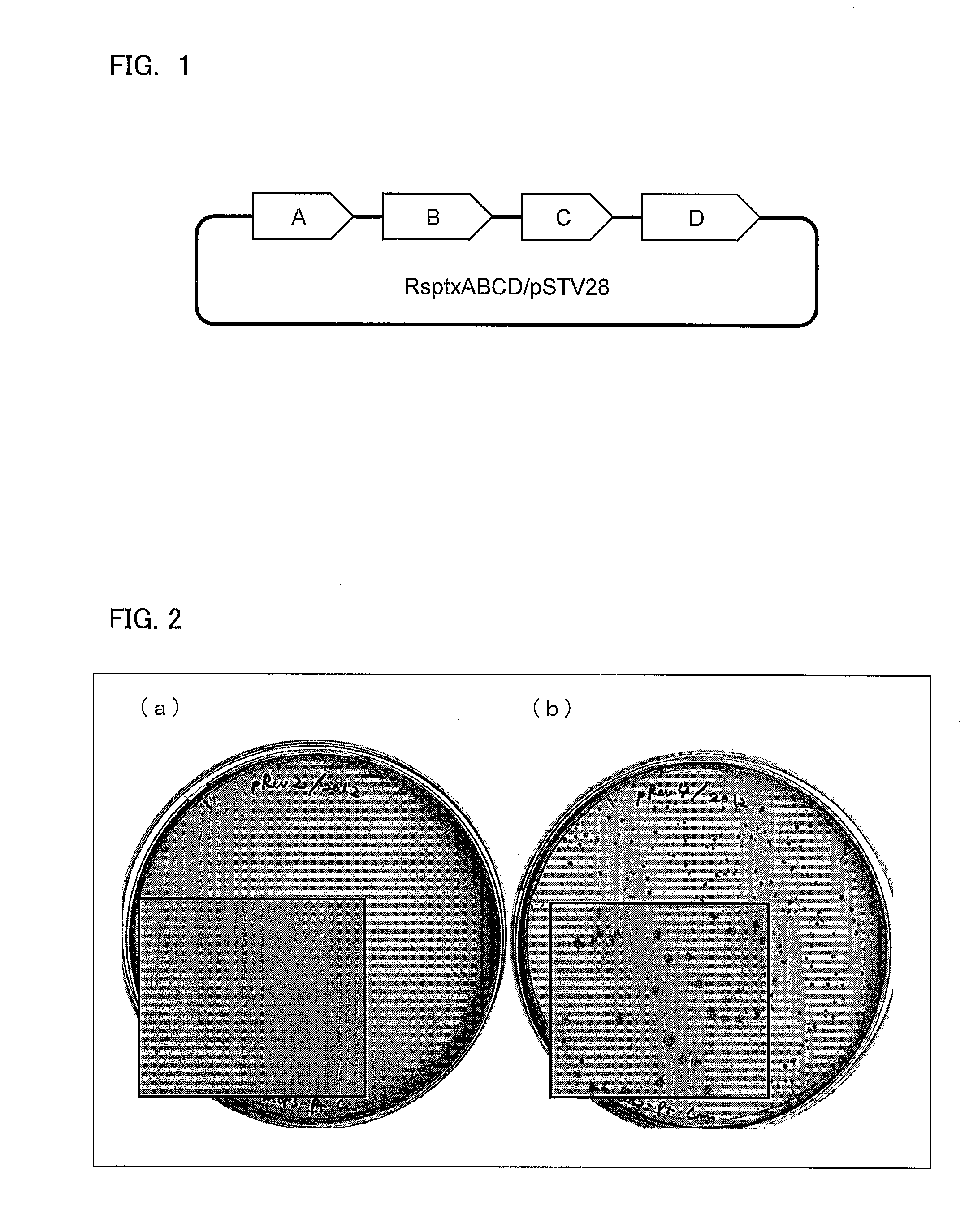 Method for selectively culturing microorganism using phosphite dehydrogenase gene as marker