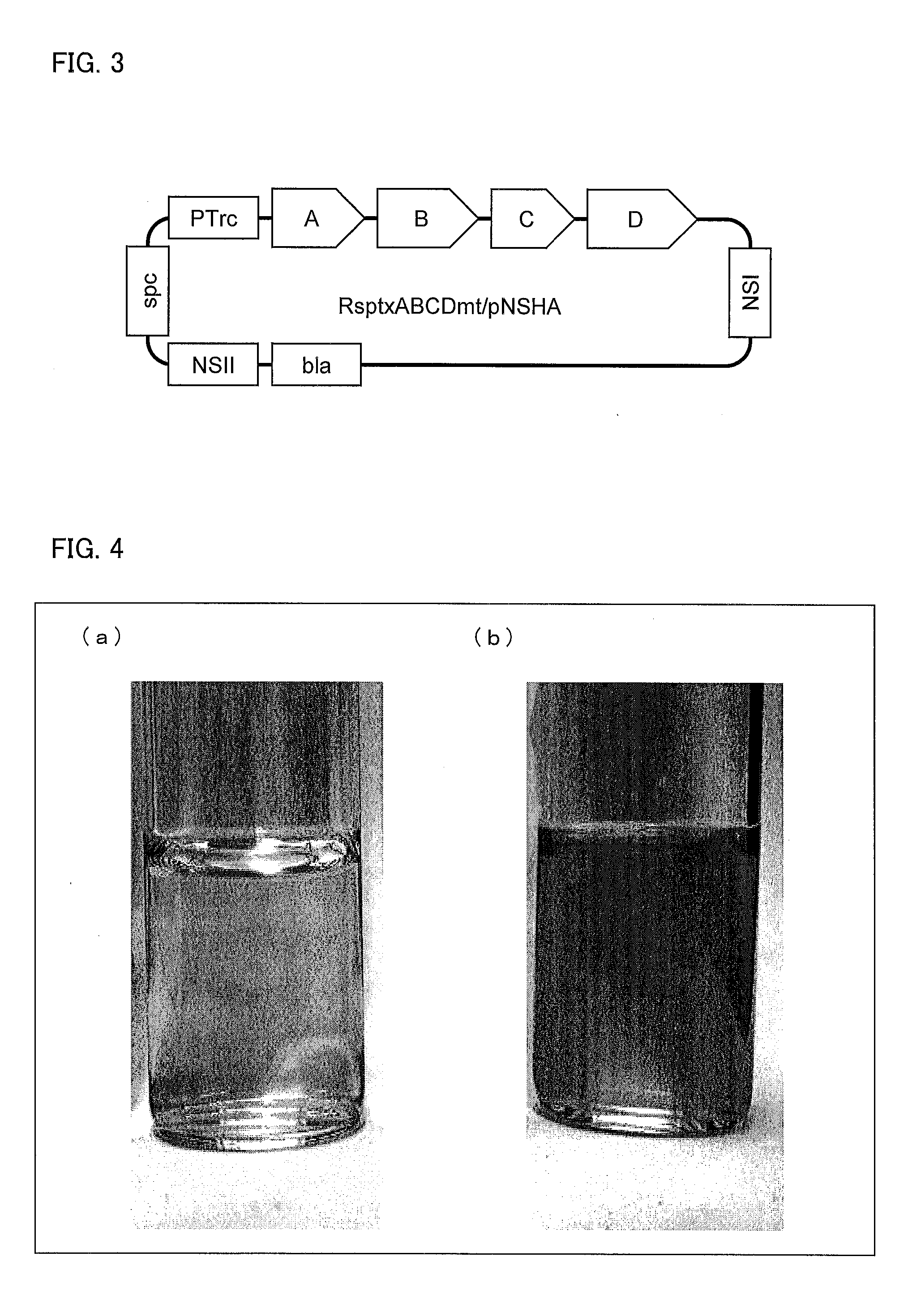 Method for selectively culturing microorganism using phosphite dehydrogenase gene as marker