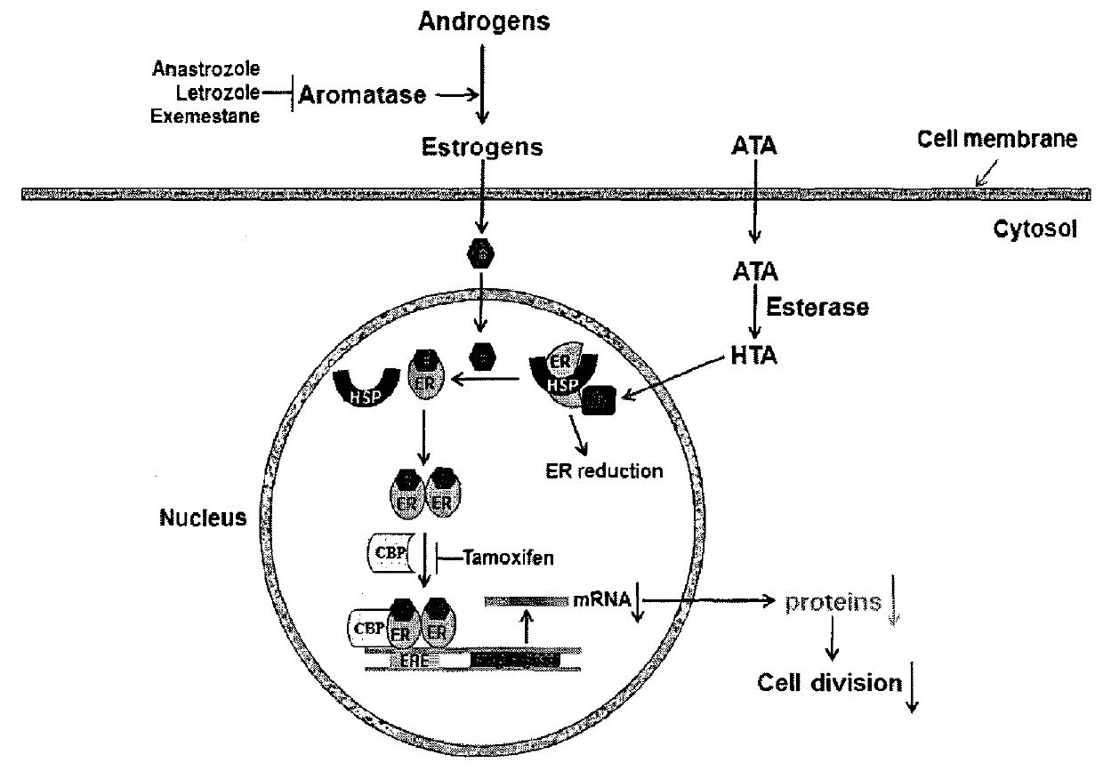 Acetyltanshinone IIA (ATA) as anticancer agent