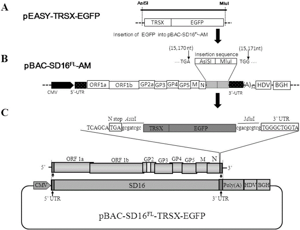 Fluorescently-labeled porcine reproductive and respiratory syndrome virus and building method and application thereof