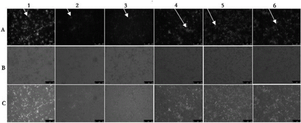 Fluorescently-labeled porcine reproductive and respiratory syndrome virus and building method and application thereof