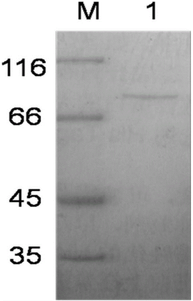 Beta-agarase and application thereof