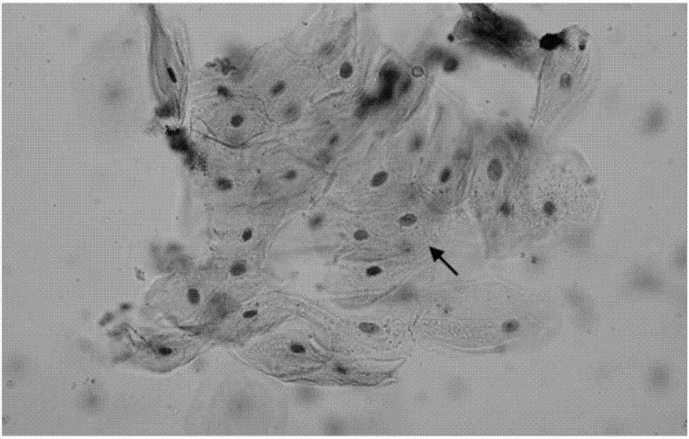 Novel quick cell stain and application thereof