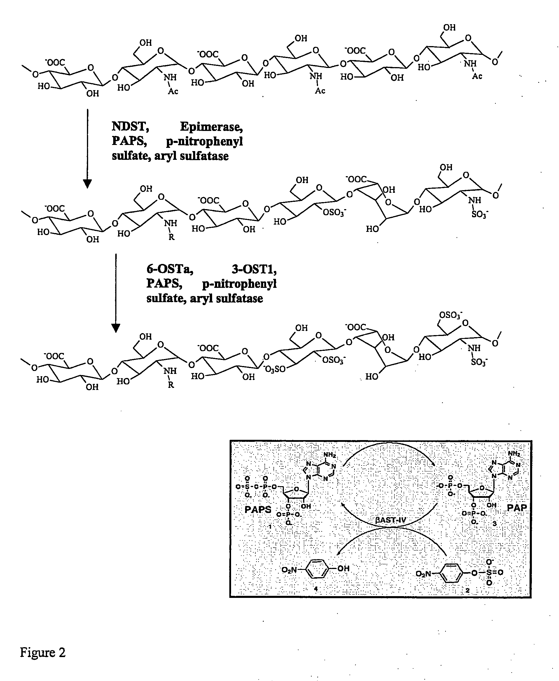 Methods for synthesis of sulfated saccharides