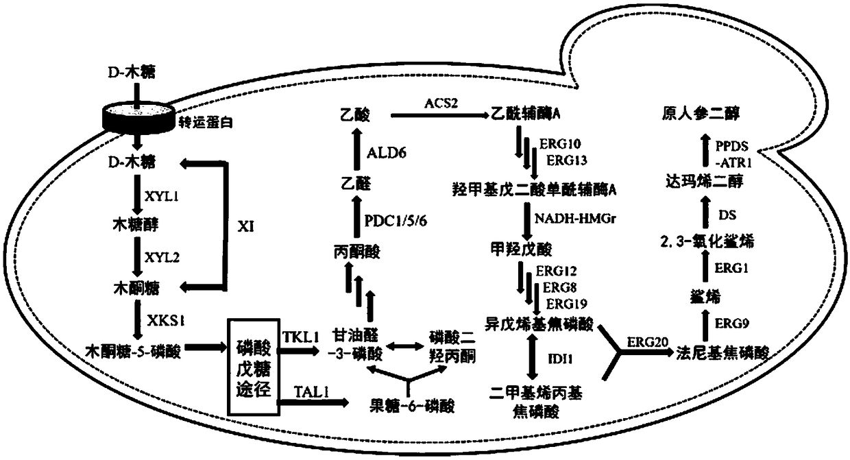 Recombinant saccharomyces cerevisiae for producing dammarenediol and protopanoxadiol using xylose and construction method