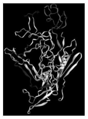 Preparation and application of porcine parvovirus-like particles displaying B cell epitope and T cell epitope of South African foot-and-mouth disease virus type 2