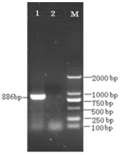 A strain of porcine transmissible gastroenteritis virus and its application