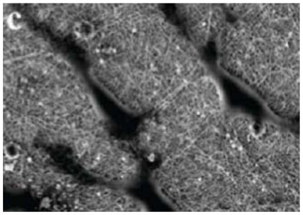 Preparation method of wound repair material with cell growth regulation and control function