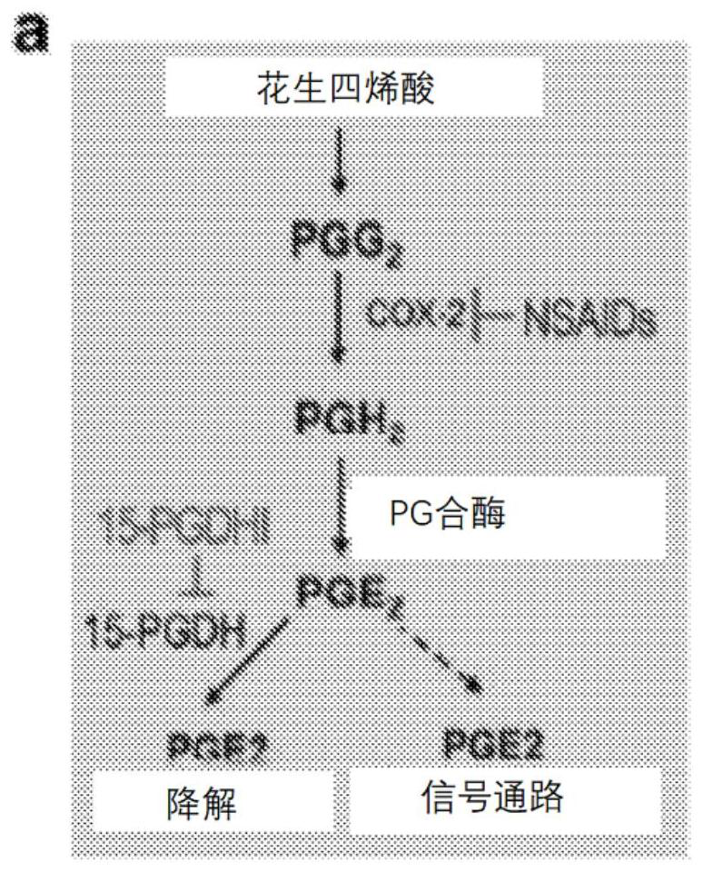 Compositions and methods for treating renal injury