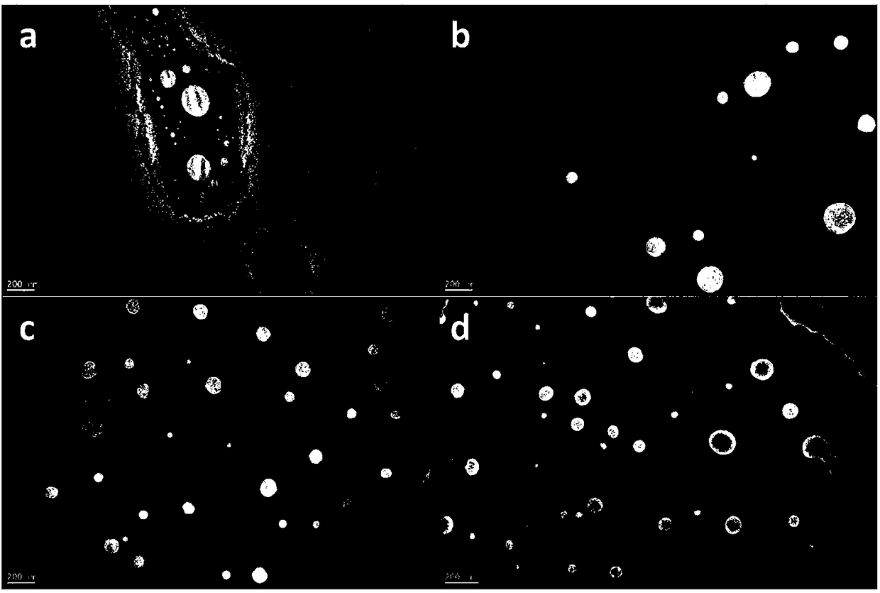 PH-sensitive konjac glucomannan-lipidosome compound nano drug carrier for injection, preparation and application thereof