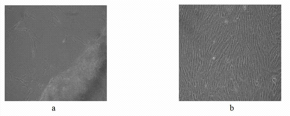 Inducing method for directionally differentiating human embryonic stem cells to corneal endothelial cells