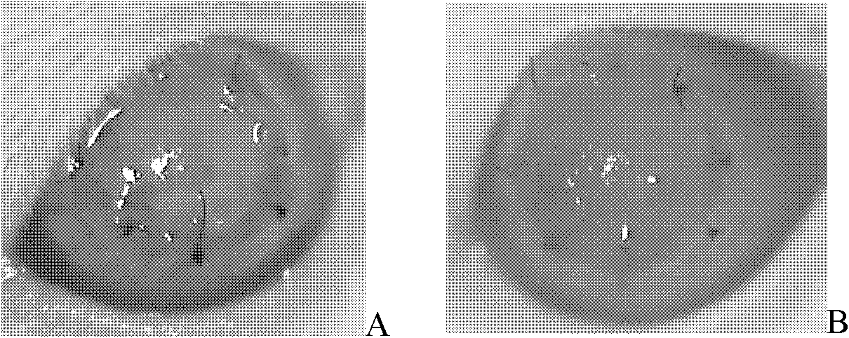 Nano lipid cubic crystal preparation and its preparation method and application