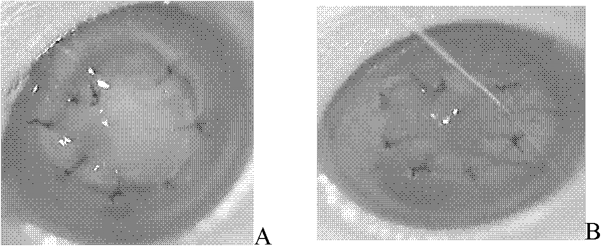 Nano lipid cubic crystal preparation and its preparation method and application