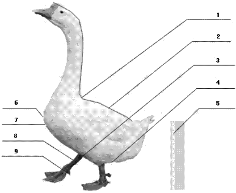 Method for utilizing pictures to measure waterfoul body size