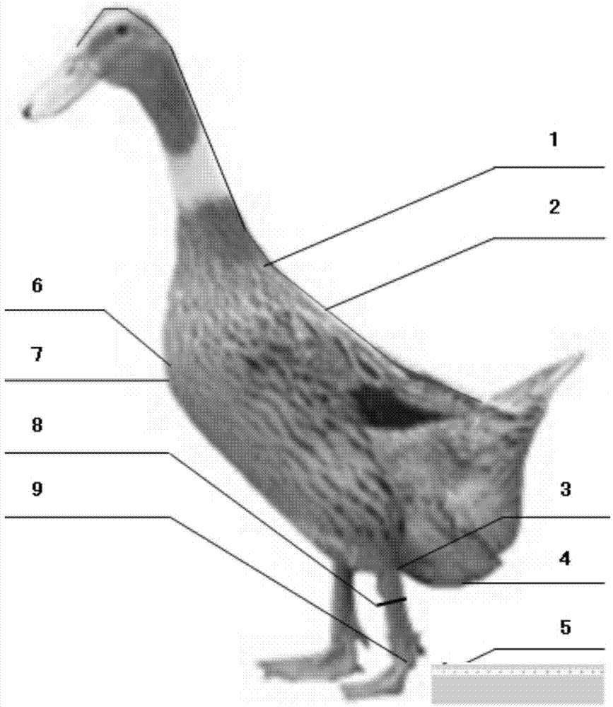 Method for utilizing pictures to measure waterfoul body size