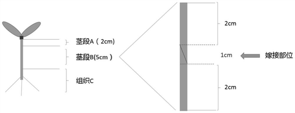 Stem grafting method for melon crop stock-scion identification signal research