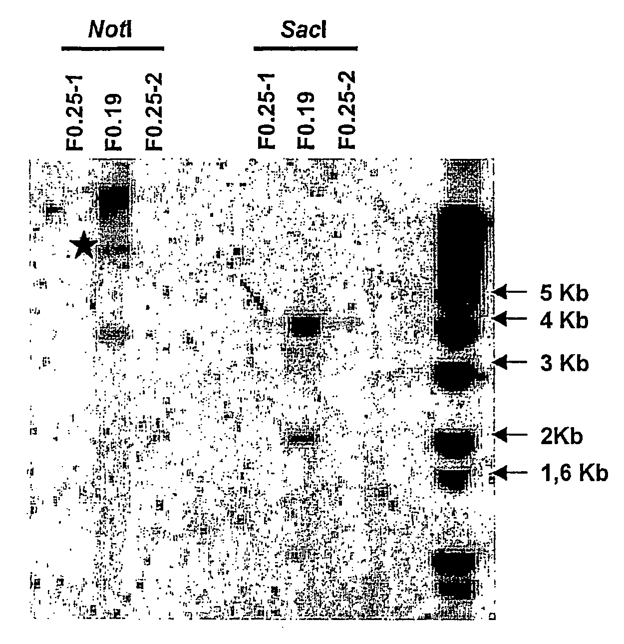 In-vitro method for producing oocytes or eggs having targeted genomic modification