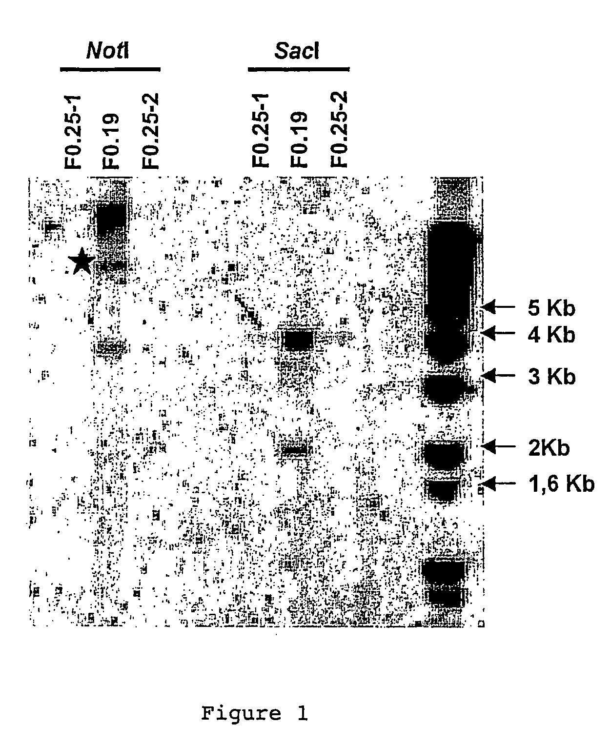 In-vitro method for producing oocytes or eggs having targeted genomic modification