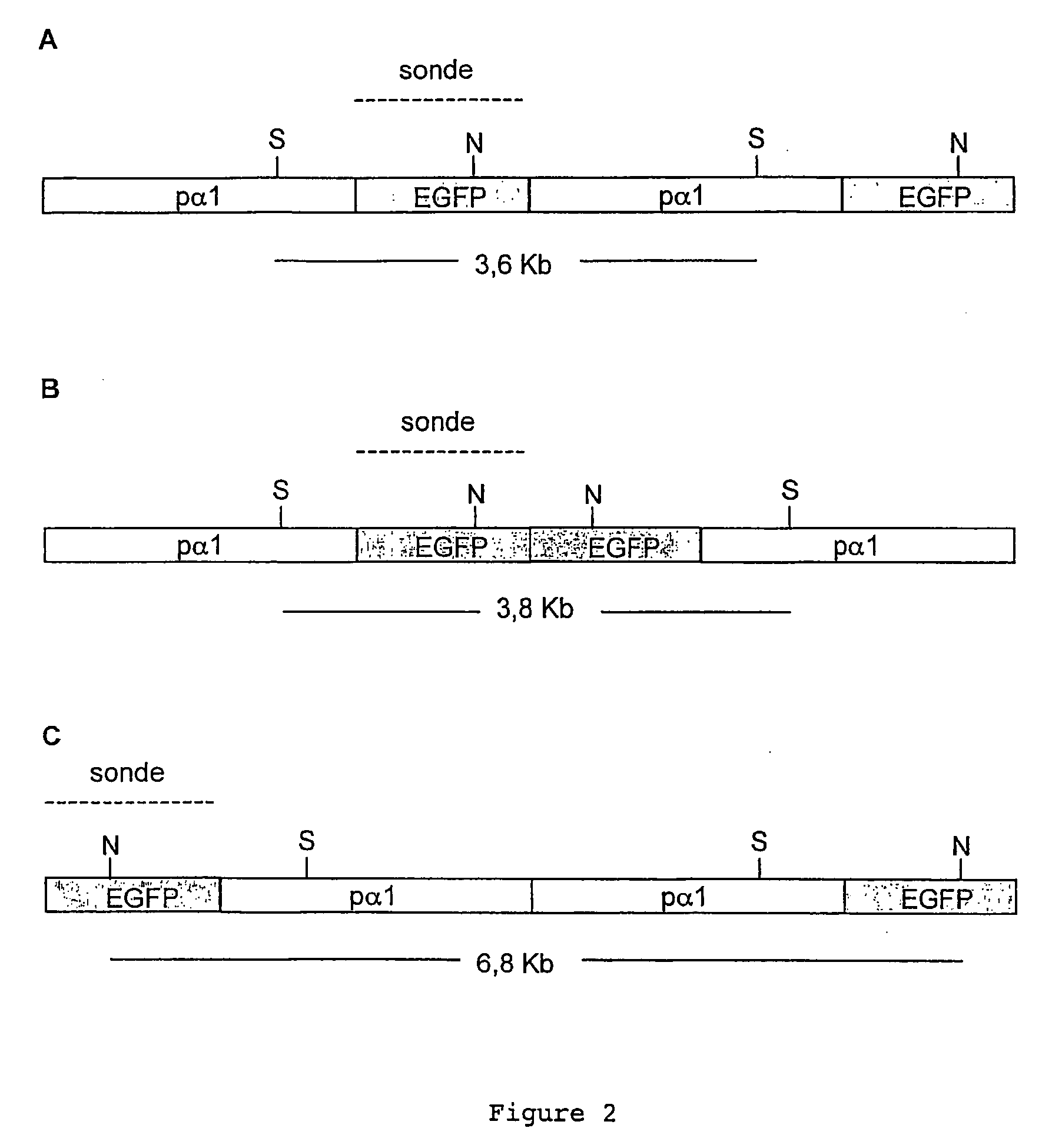 In-vitro method for producing oocytes or eggs having targeted genomic modification