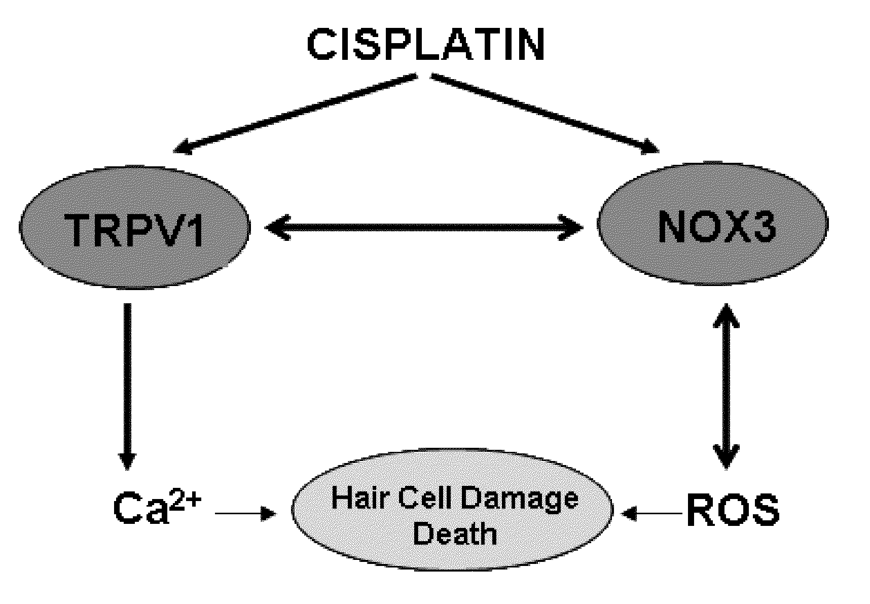 Use of transplatin to prevent hearing loss