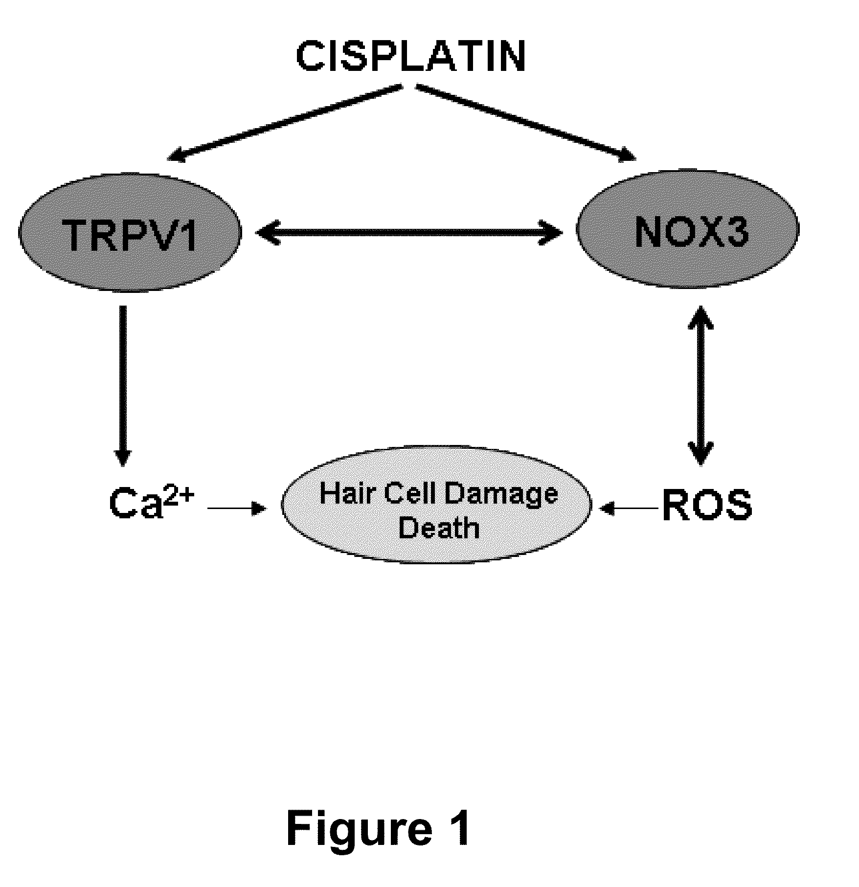 Use of transplatin to prevent hearing loss