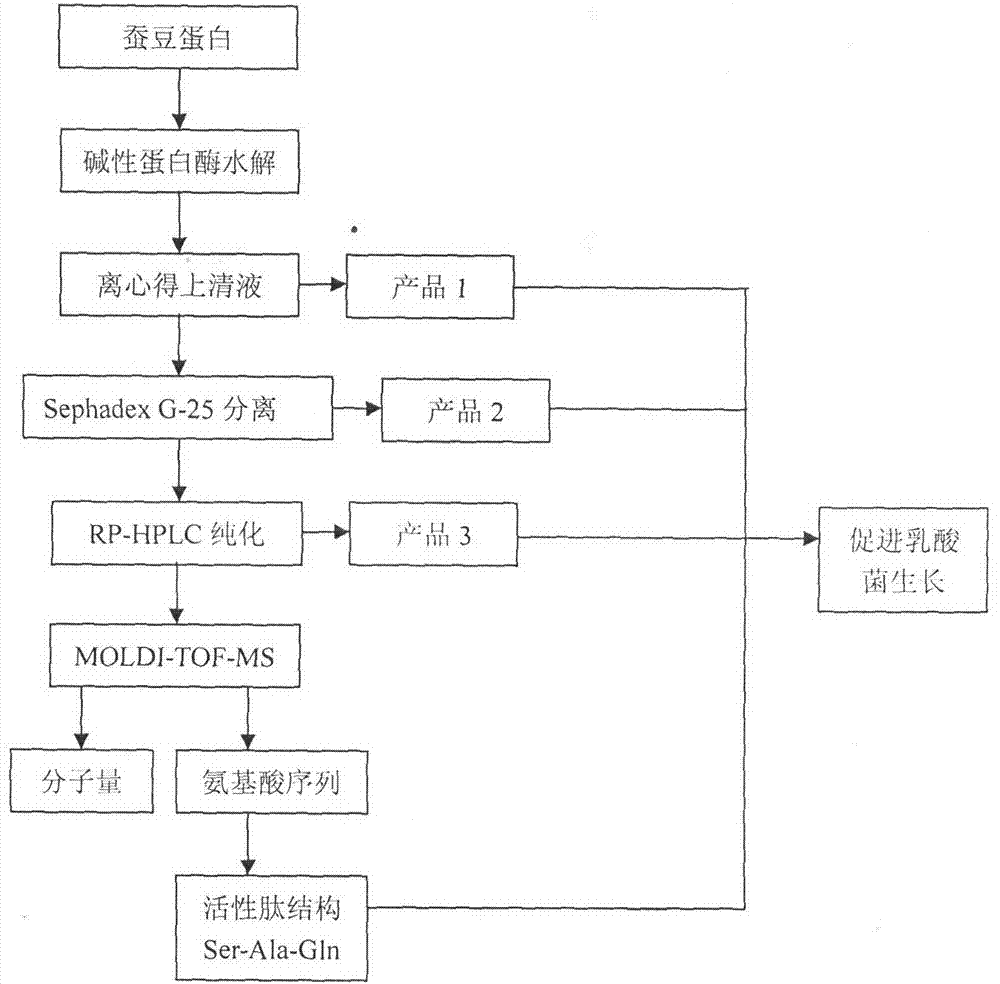 Novel bioactive peptide for promoting lactic acid bacteria growth