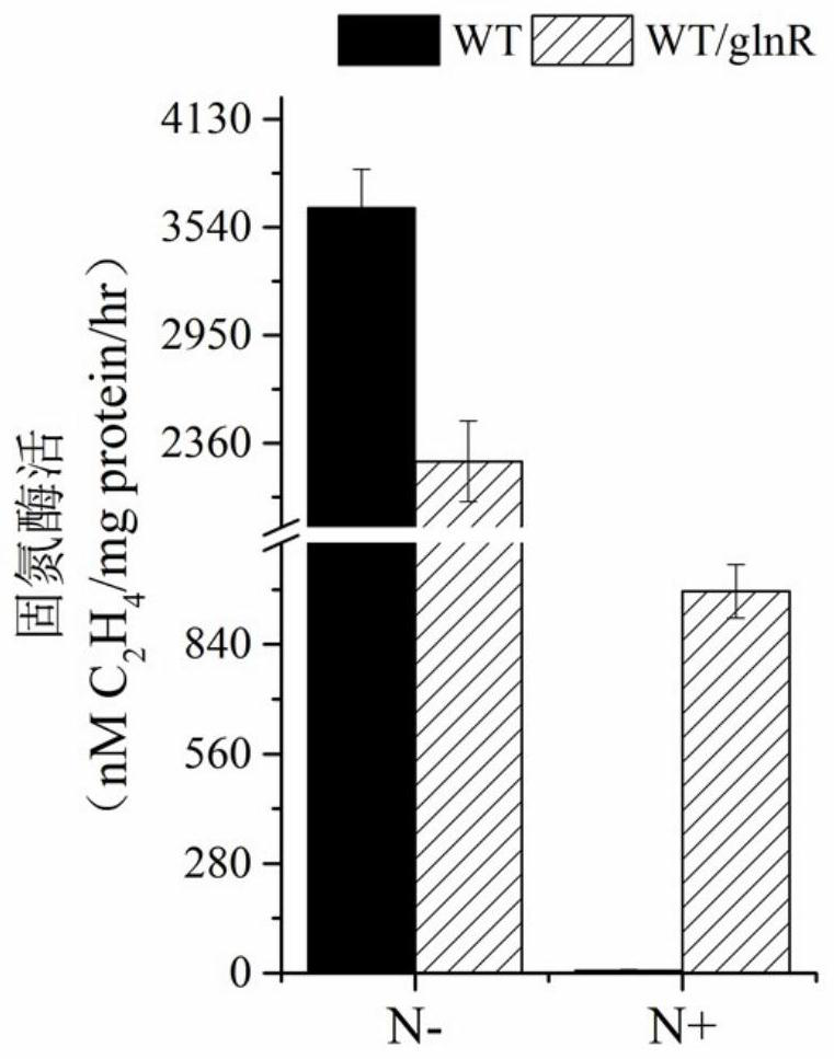 A kind of ammonium-resistant nitrogen-fixing microorganism overexpressing glnr gene and its construction method and application