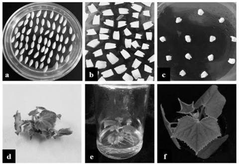 Cucumber csstk gene, protein, expression vector and application