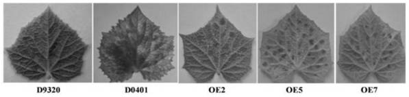 Cucumber csstk gene, protein, expression vector and application