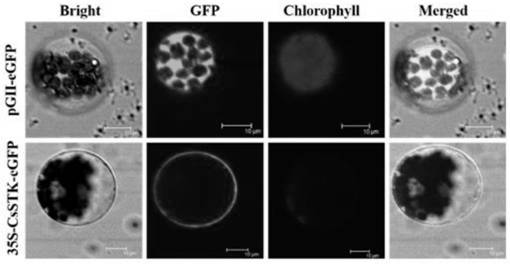 Cucumber csstk gene, protein, expression vector and application