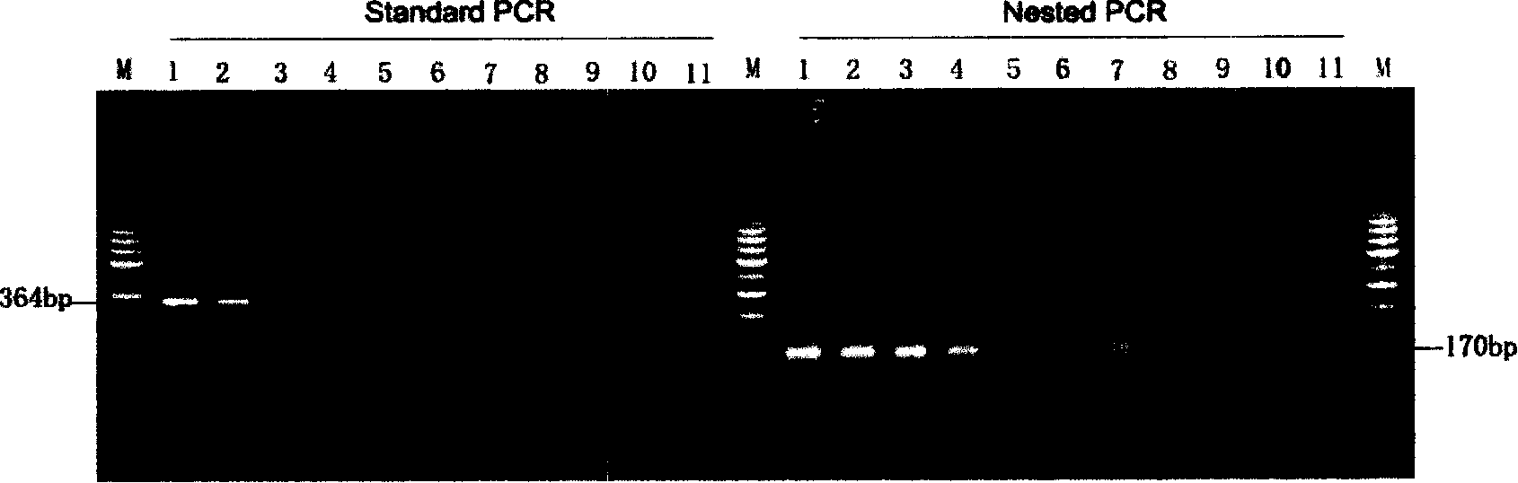 Banana wilt bacterium molecule detecting genes and detecting method thereof