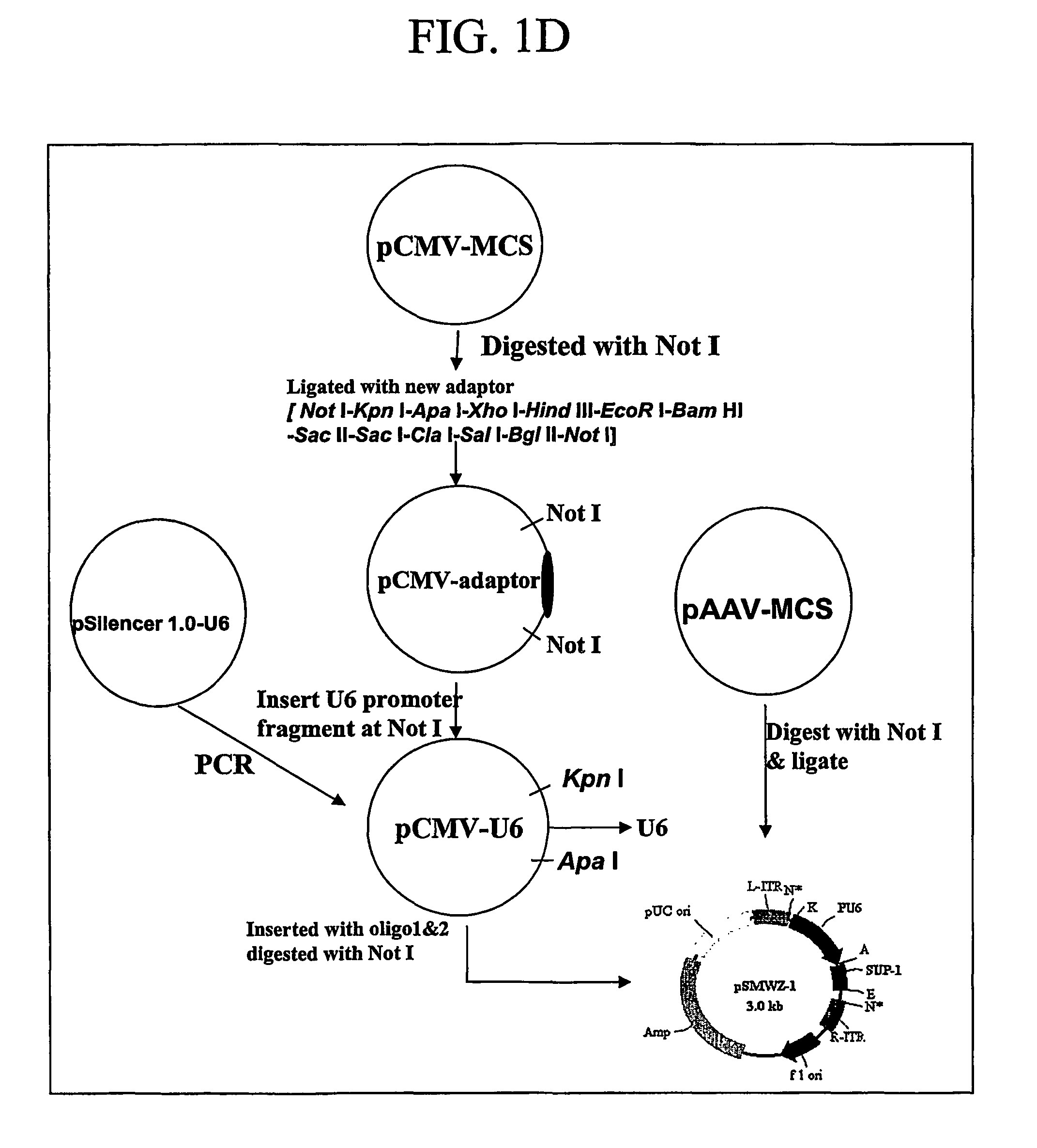 Methods for attenuating dengue virus infection