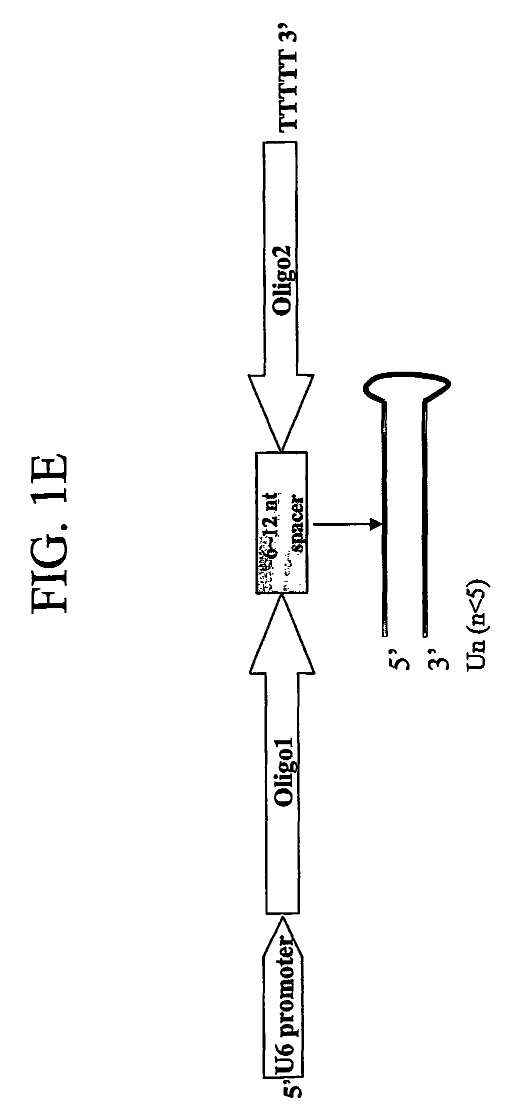 Methods for attenuating dengue virus infection