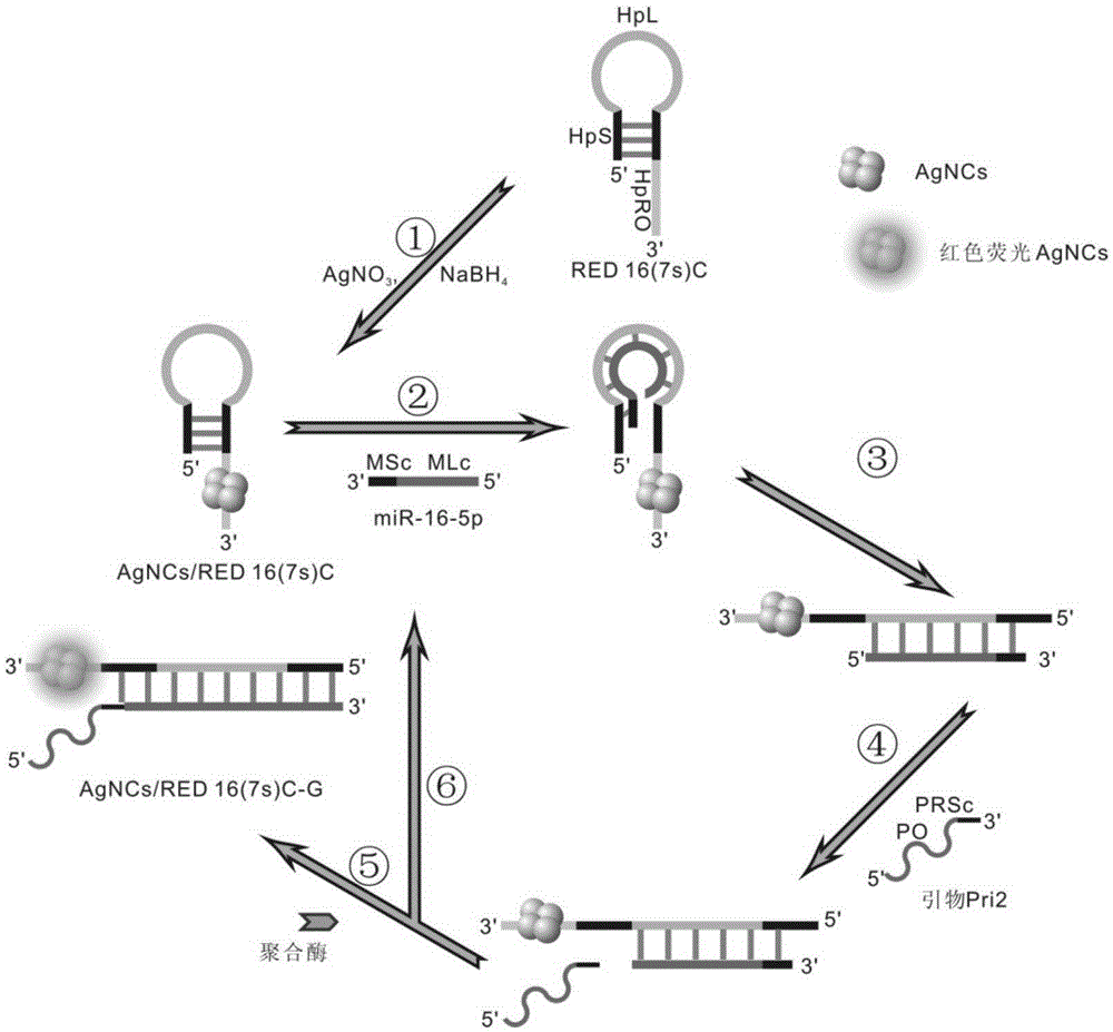 MicroRNA SDA detecting method based on AgNCs/HpDNA probes