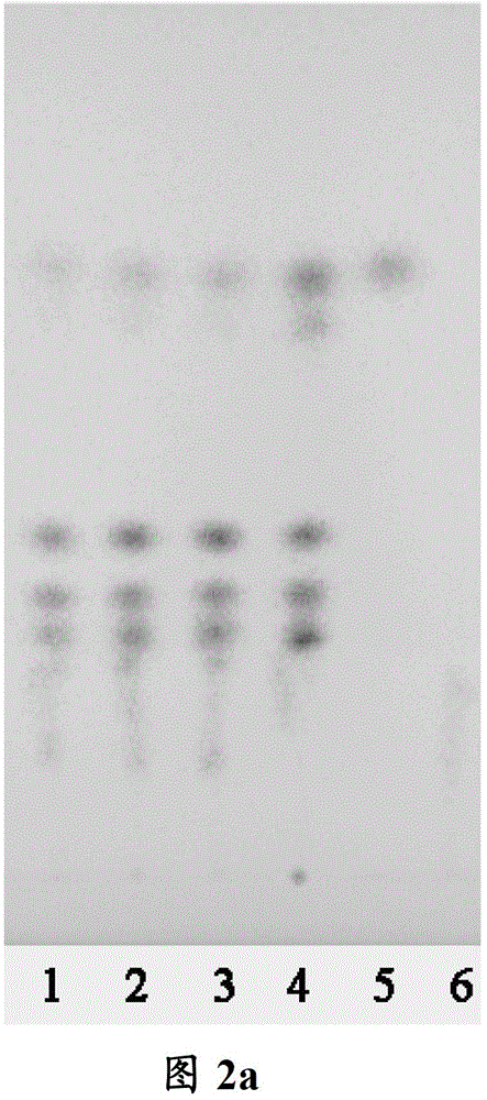 A kind of formula granule of Tiaowei Chengqi Decoction and its preparation method and detection method