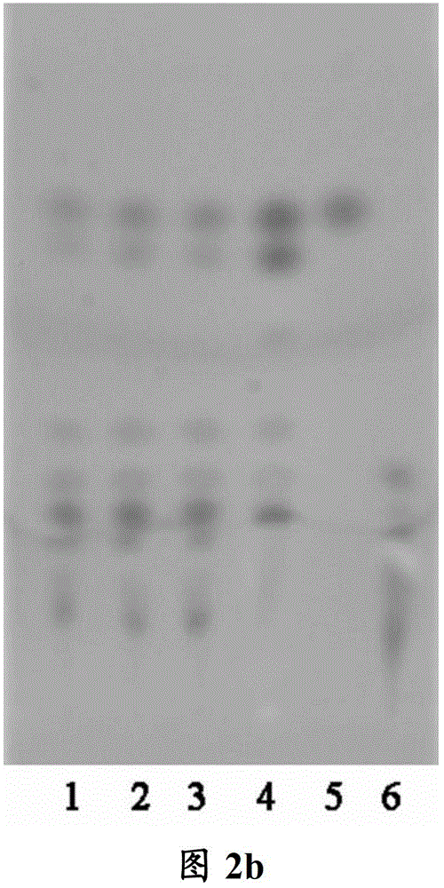 A kind of formula granule of Tiaowei Chengqi Decoction and its preparation method and detection method