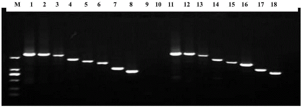 Primer system and method for amplifying avian influenza virus whole genomes