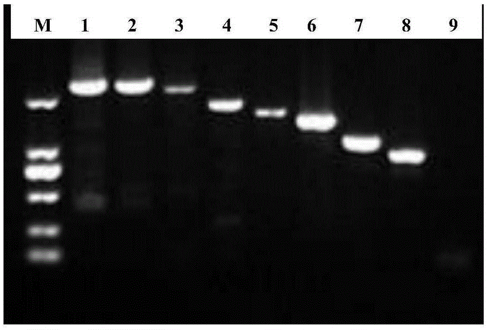 Primer system and method for amplifying avian influenza virus whole genomes