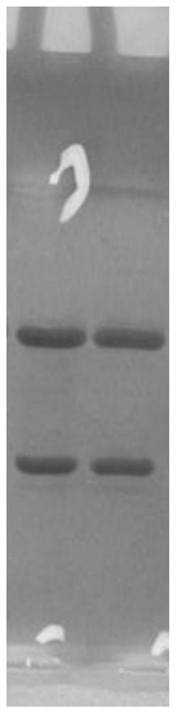 Anti-HIV-1 P24 recombinant antibody