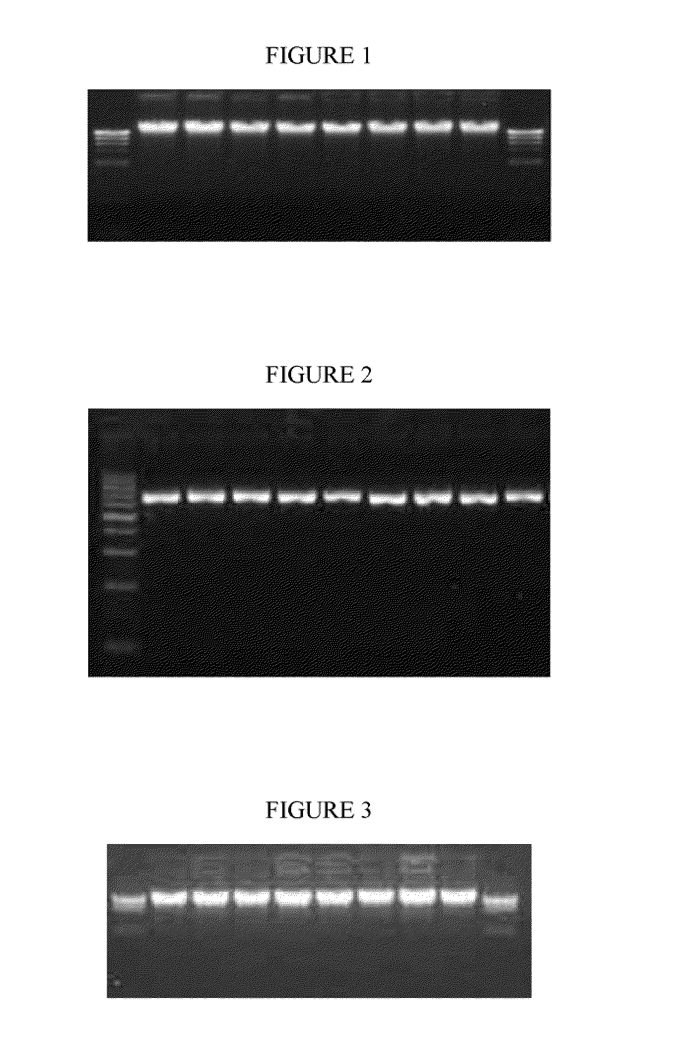 Method of isolation of nucleic acids