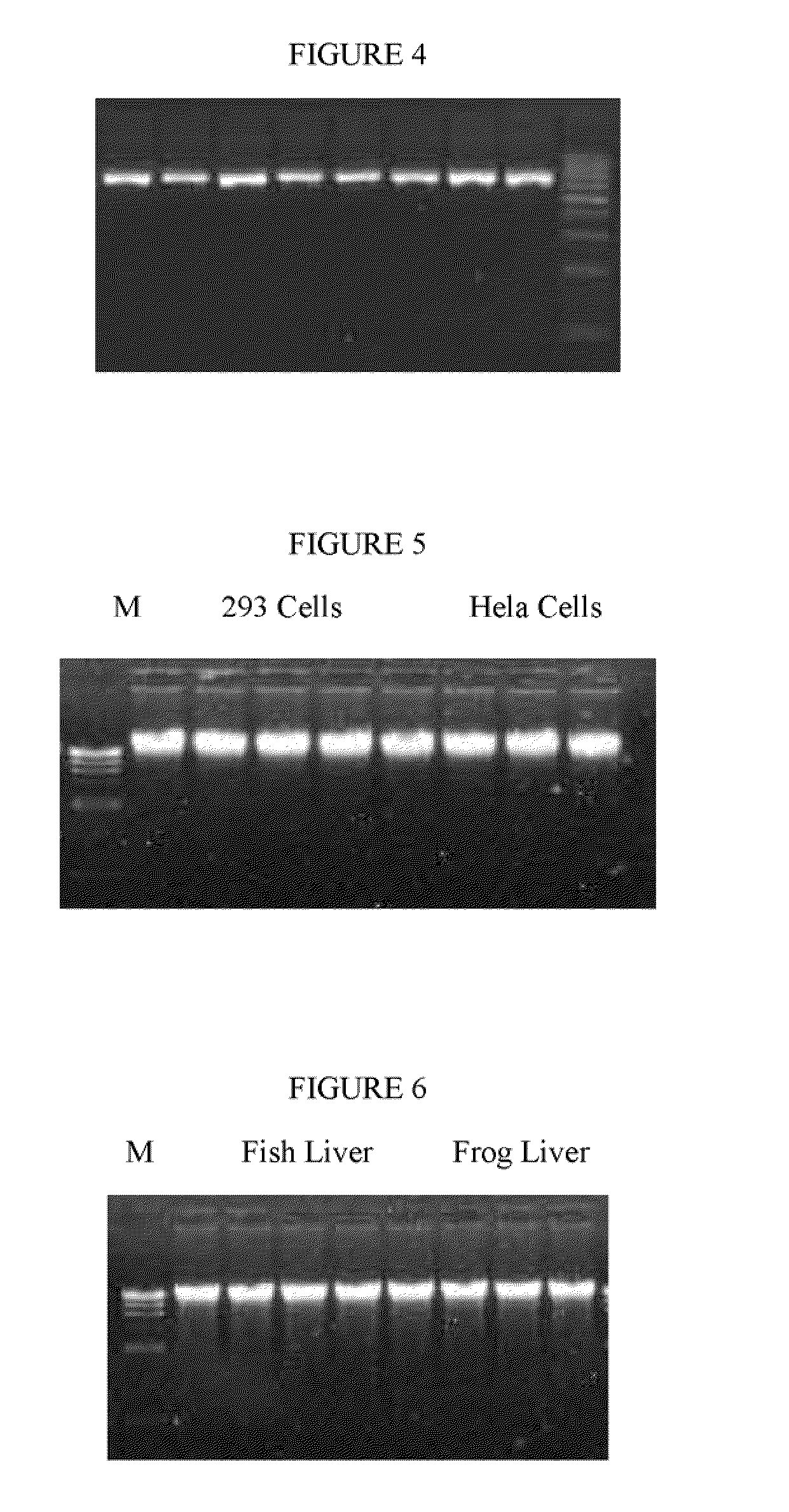 Method of isolation of nucleic acids