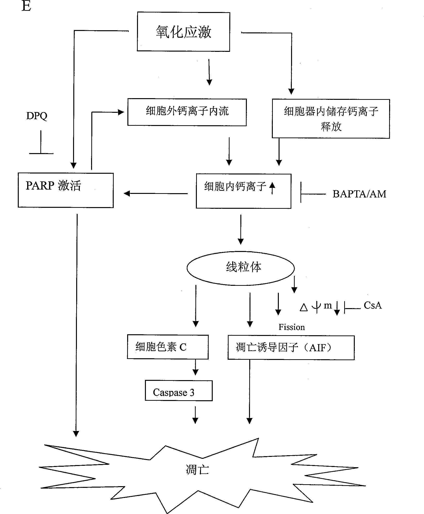 Novel nerve protective agent